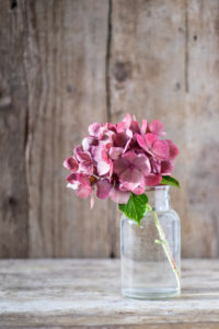 Small glass vase with pink hydrangea blossom on an old wooden table Small glass vase with pink hydrangea blossom on an old wooden table